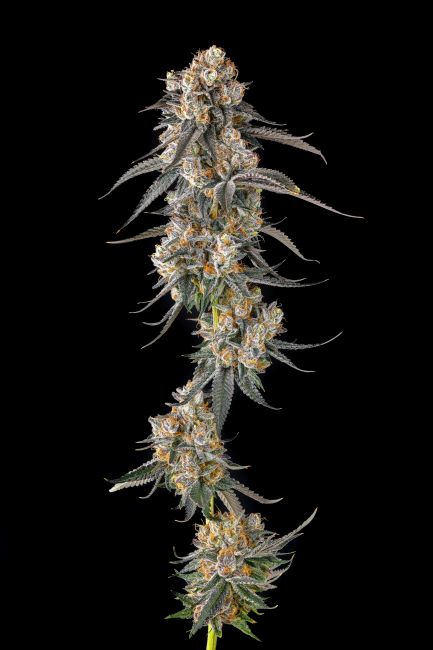 Close-up of a cannabis plant on a black background