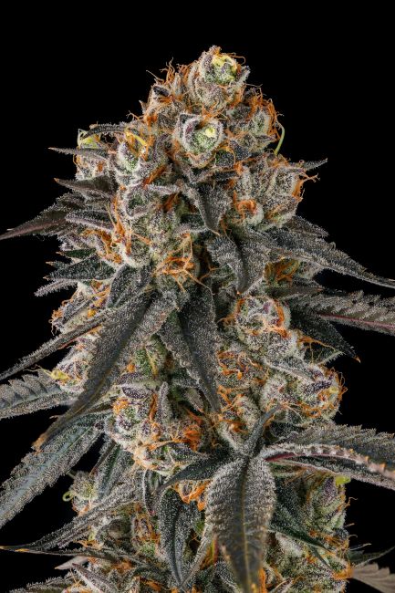 Close-up of a cannabis plant with a black background