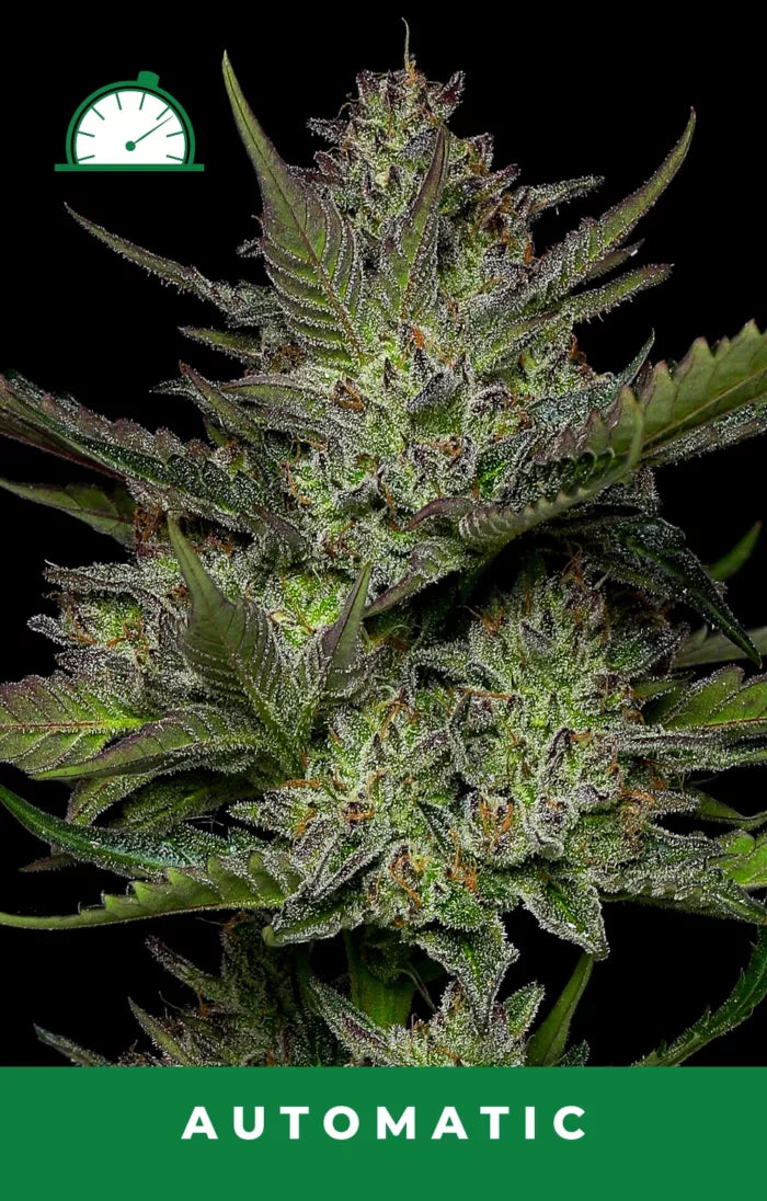 Close-up of a cannabis plant with 'Automatic' label on a black background