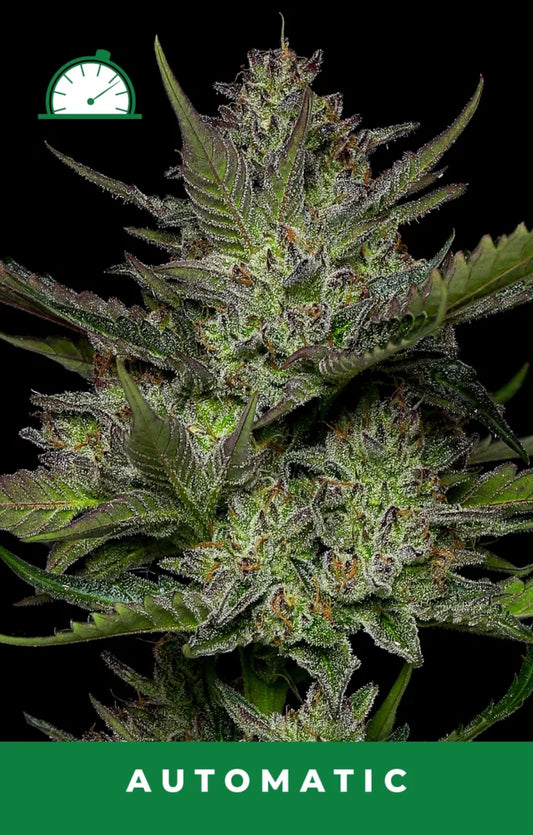 Close-up of a cannabis plant with 'Automatic' label on a black background