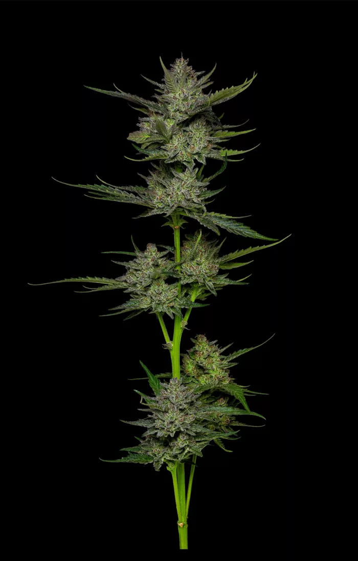 Cannabis plant on a black background
