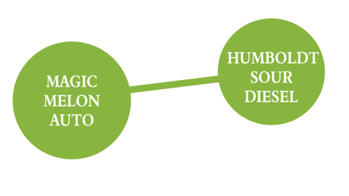 Two green circles connected by a line, labeled 'Magic Melon Auto' and 'Humboldt Sour Diesel' on a white background.