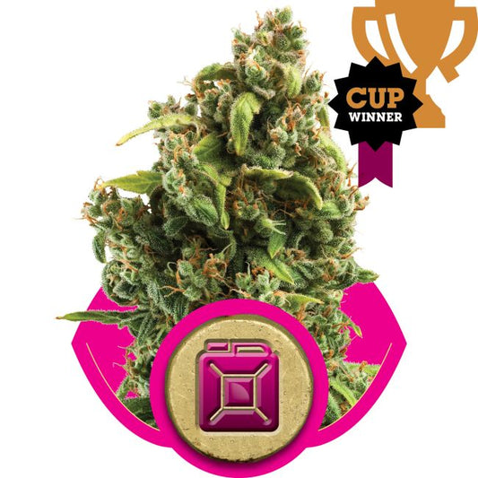 Sour Diesel - Royal Queen Seeds