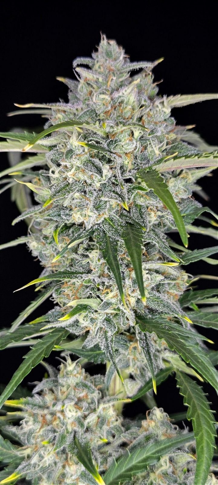 Sour Jealousy Auto™ - Fast Buds