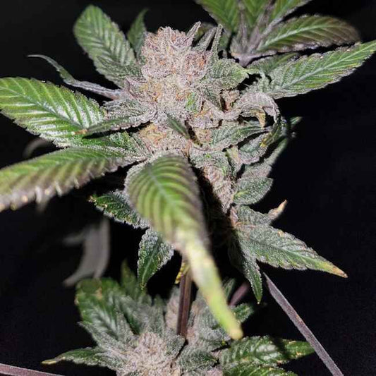 Close-up of a cannabis plant with green leaves and visible buds.