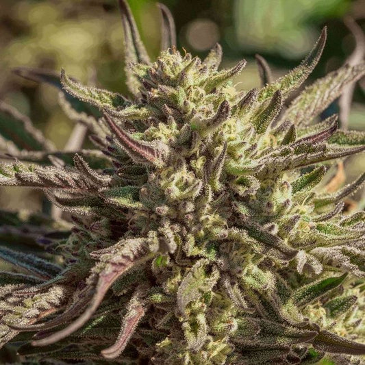 Close-up of a cannabis plant with a blurred green background