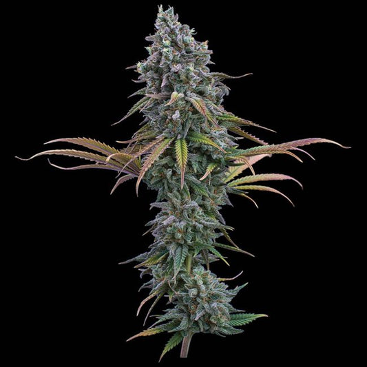 Space Queen - Brothers Grimm Seeds