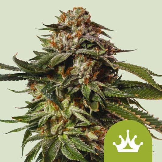 Close-up of a cannabis plant bud with a green logo featuring a white crown on a light green background