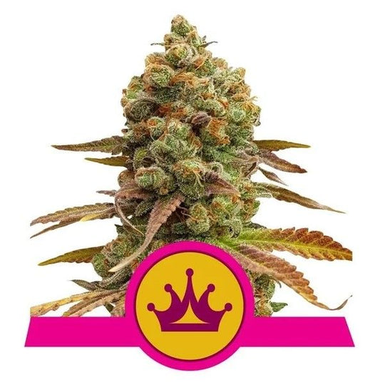 Close-up of a cannabis bud with a pink and yellow logo featuring a crown on a white background.