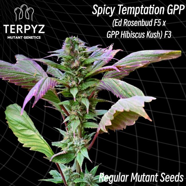 Mature cannabis plant with purple leaves on a black background, featuring Terpyz branding.