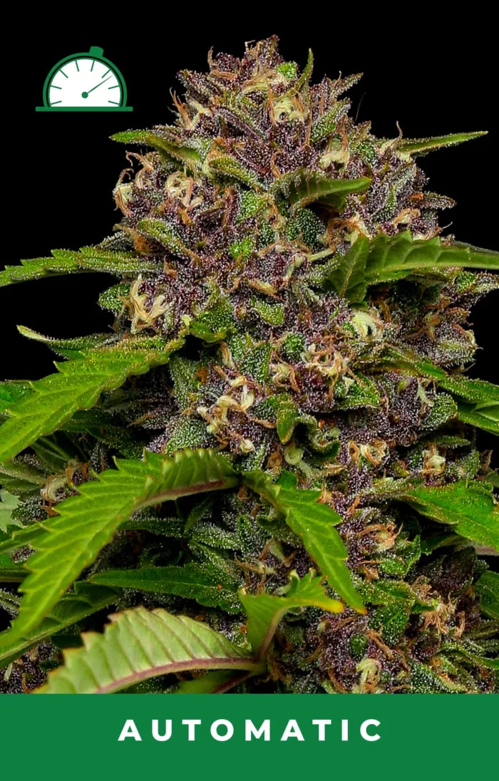 Close-up of a cannabis plant with green leaves and dark purple buds, labeled 'Automatic'.