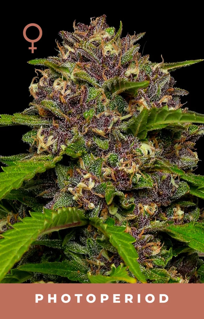 Close-up of a cannabis plant with a focus on photoperiod, featuring green leaves and purple buds.