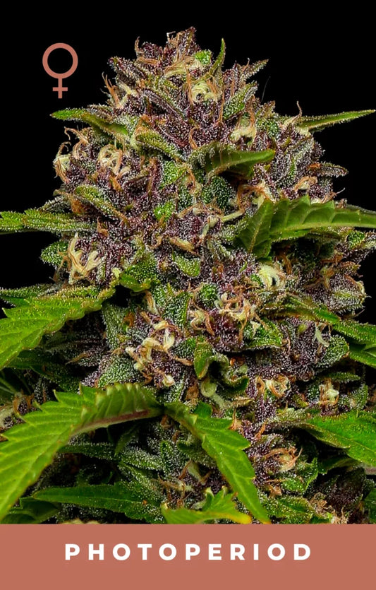 Close-up of a cannabis plant with a focus on photoperiod, featuring green leaves and purple buds.