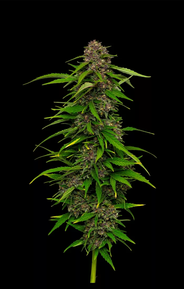 Cannabis plant on a black background