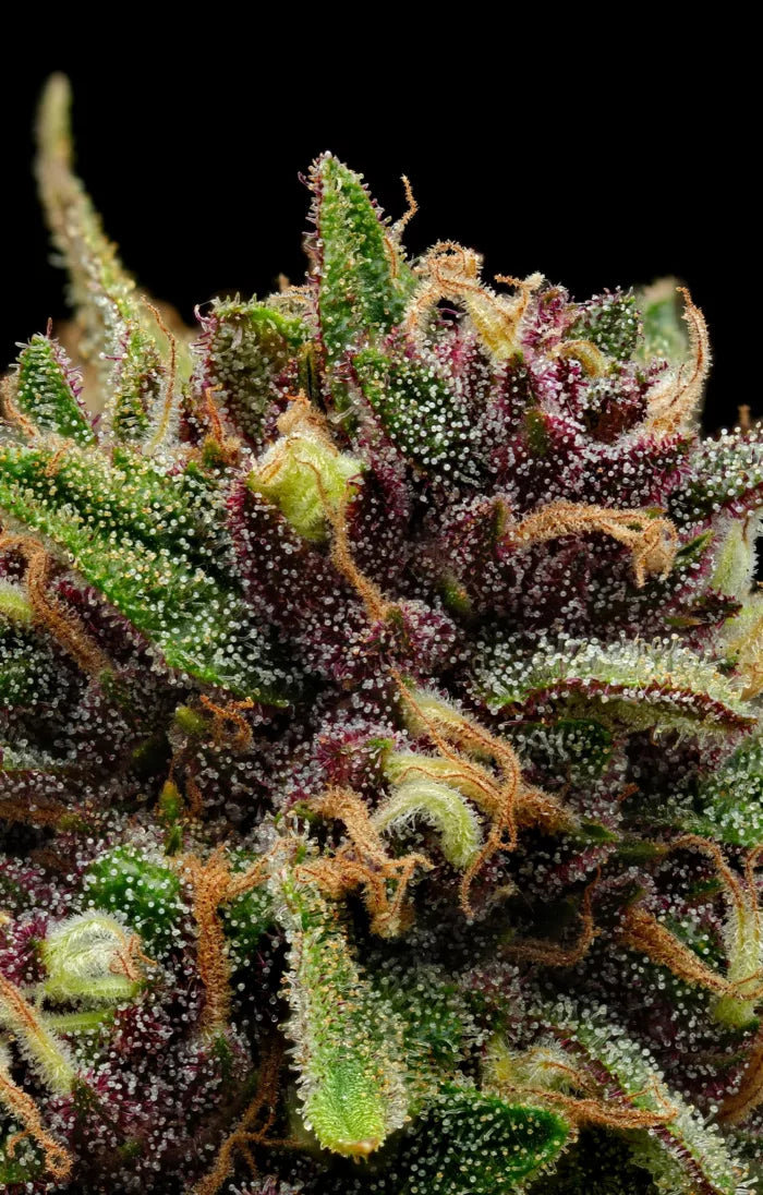 Close-up of a cannabis plant with trichomes on a black background