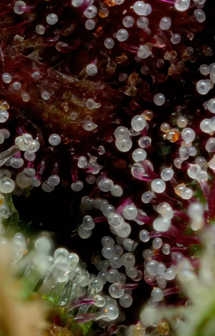 Close-up of a plant with small white berries or seeds.
