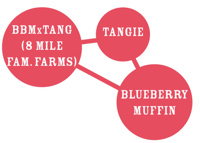 Diagram with interconnected circles labeled 'BBMxTANG (8 Mile Fam. Farms)', 'Tangie', and 'Blueberry Muffin' on a white background.