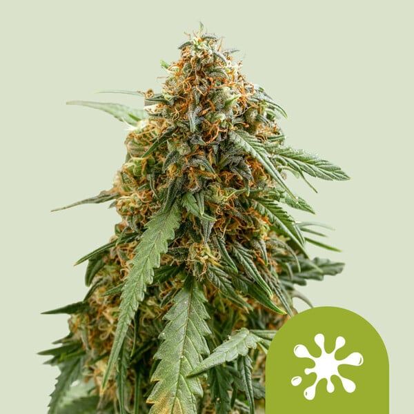 Sticky Queen Auto - Royal Queen Seeds