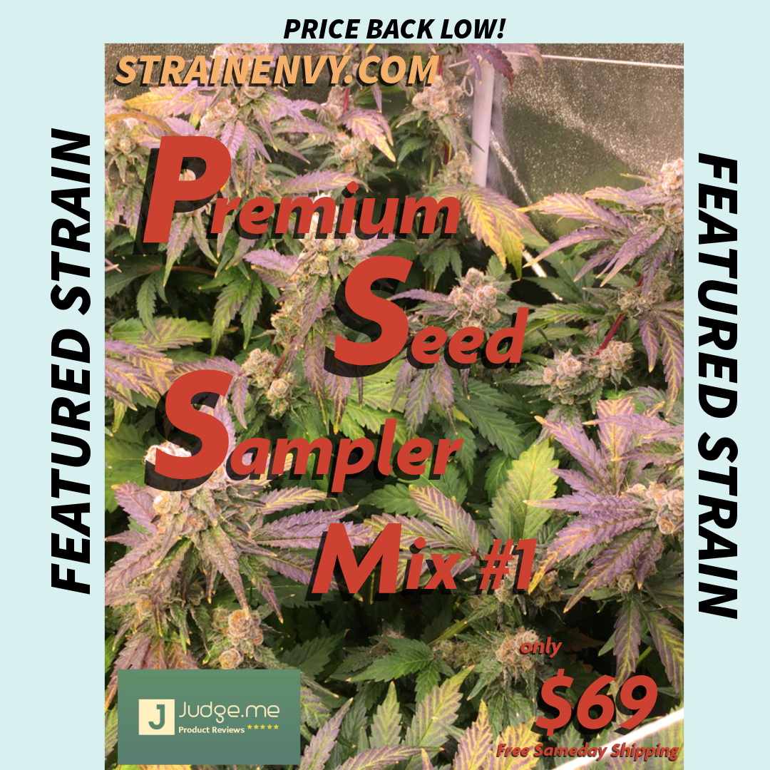 Sampler Mix #1 - Breedlove Genetics