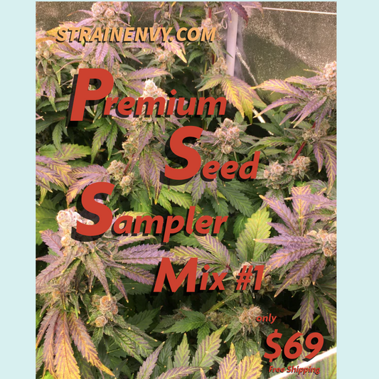 Promotional graphic for 'Strainenvy.com' advertising the 'Premium Seed Sampler Mix #1' cannabis strain.
