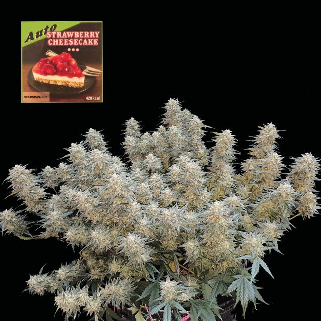 Marijuana plant with a small image of strawberry cheesecake in the corner.