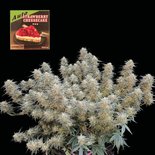 Marijuana plant with a small image of strawberry cheesecake in the corner.