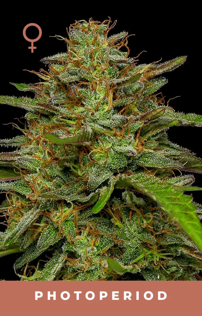 Close-up of a cannabis plant with 'Photoperiod' text on a black background