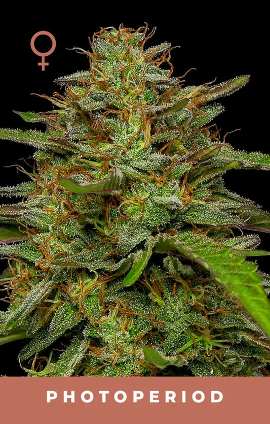 Close-up of a cannabis plant with 'Photoperiod' text on a black background