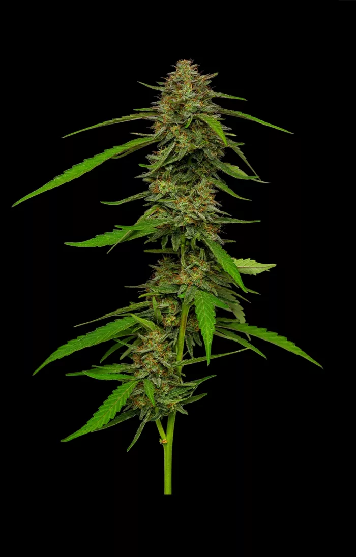Cannabis plant on a black background