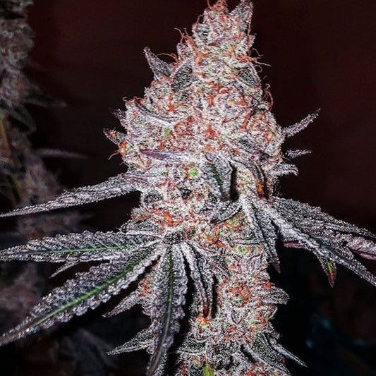 Close-up of a cannabis plant bud with frost on a dark background