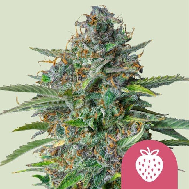 Close-up of a cannabis plant with a strawberry icon on a light green background