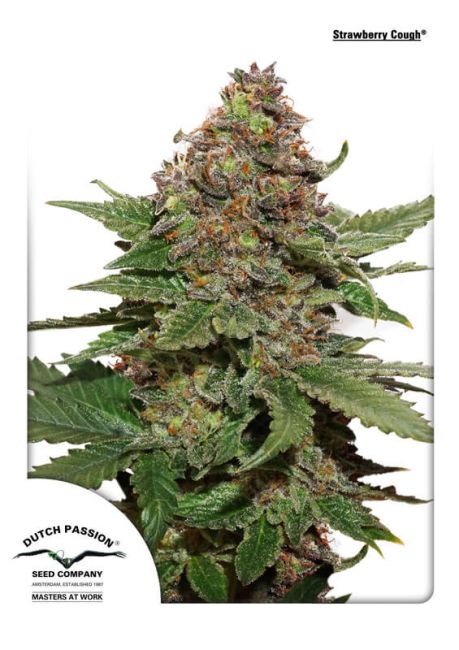 Strawberry Cough - Dutch Passion
