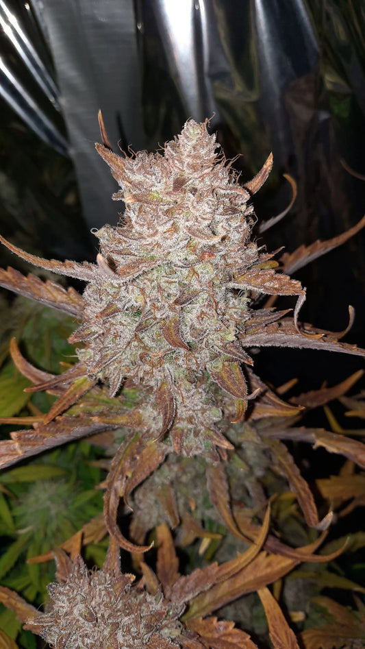 Strawberry Gorilla Auto - Fast Buds