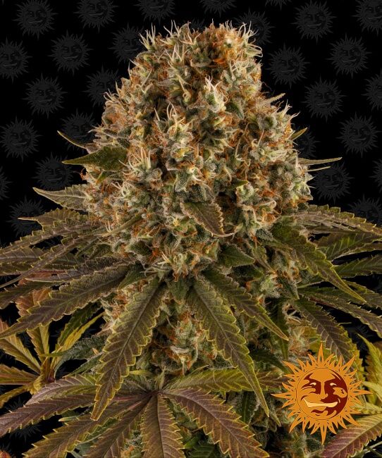 Close-up of a cannabis plant with a dark background and a sun-like logo.