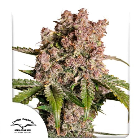 Close-up of a cannabis plant with visible trichomes on a white background, featuring the Dutch Passion logo.
