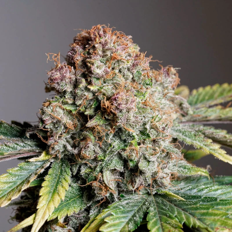 Close-up of a cannabis plant bud with a gray background