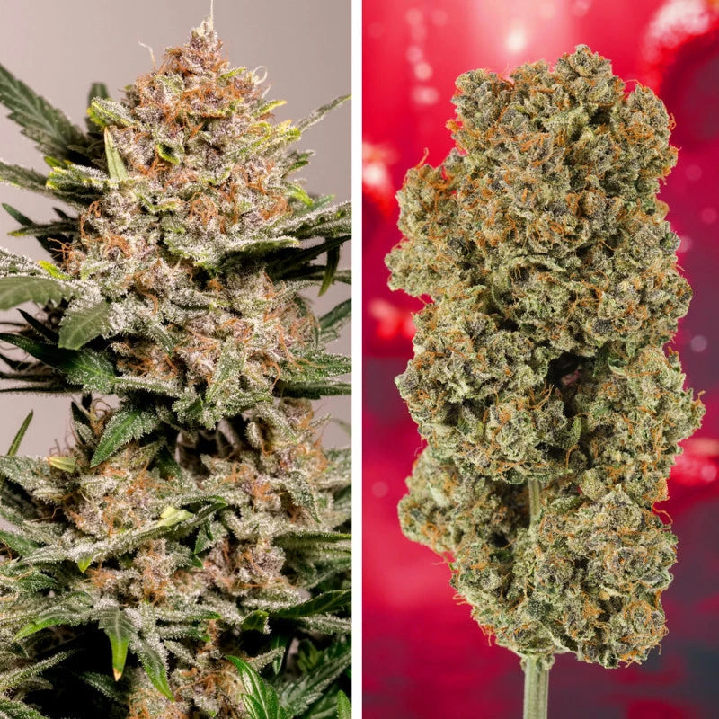 Two images of cannabis plants, one on a gray background and one on a red background.