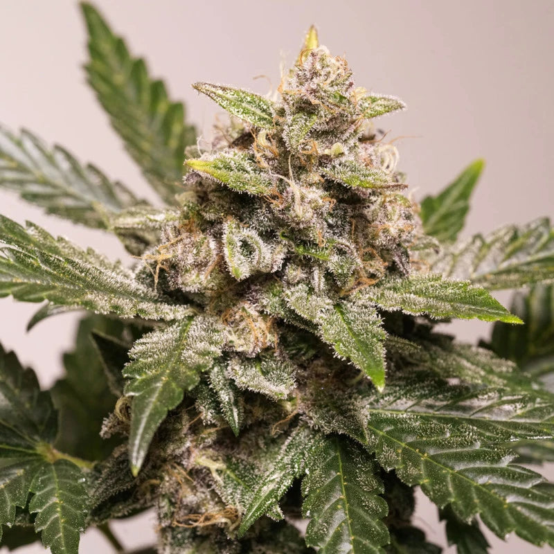 Close-up of a cannabis plant with a gray background