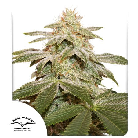 Grown cannabis plant with visible Dutch Passion logo