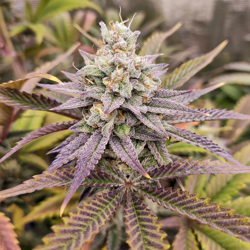 Close-up of a cannabis plant with purple and green leaves.