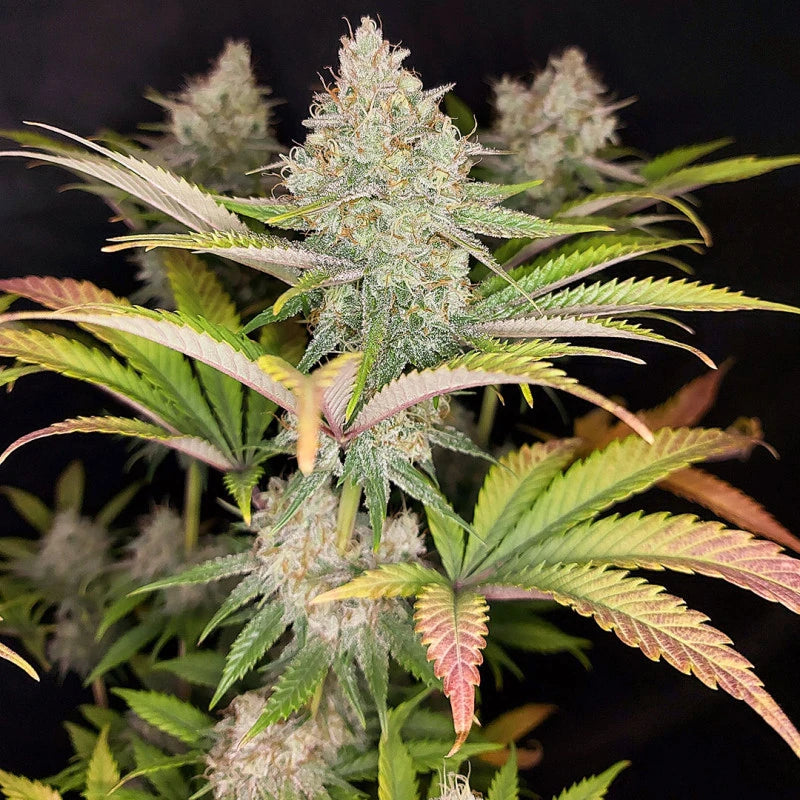 Close-up of a cannabis plant with dense buds and leaves against a dark background