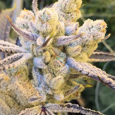 Close-up of a cannabis plant with frost on its leaves