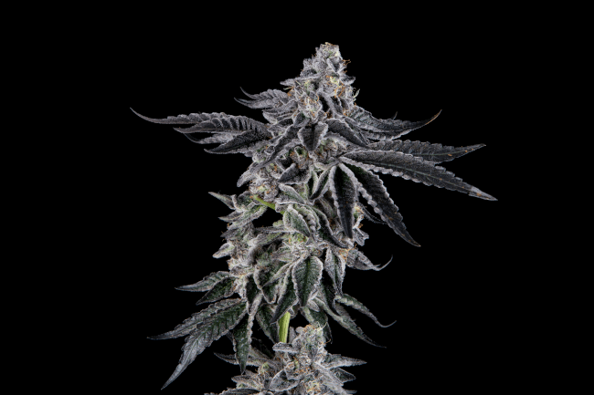 Sugar Fly - Mosca Seeds