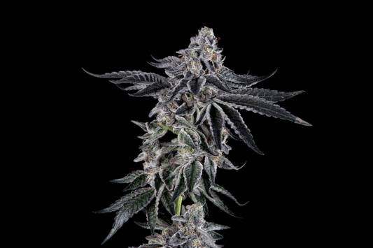 A close-up of a cannabis flower bud with frosty white trichomes and silvery-gray leaves, set against a solid black background.