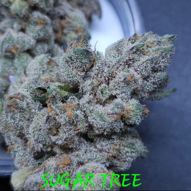 Close-up of a cannabis bud labeled 'Sugar Tree' on a dark background