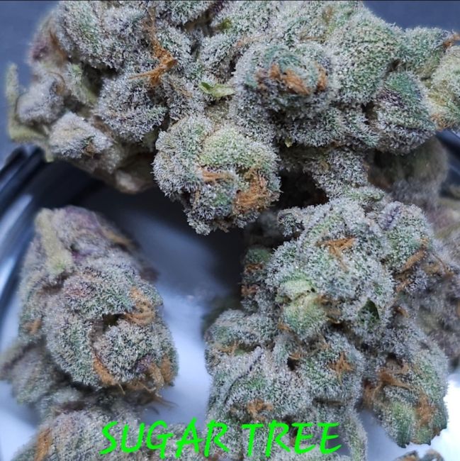 Close-up of frosty cannabis buds with 'Sugar Tree' branding.