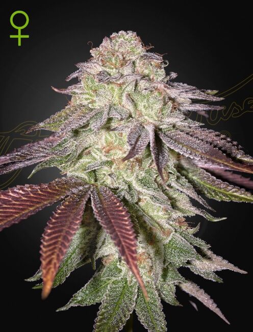 Super Critical Auto - Greenhouse Seed Co.