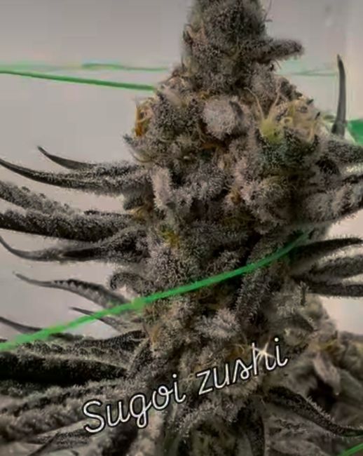Close-up of a cannabis plant with frosty buds labeled 'Sugoi Zushi'.