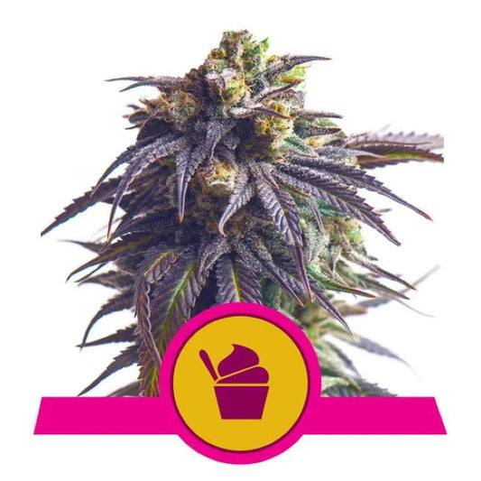 Cannabis plant with a pink and yellow logo on a white background
