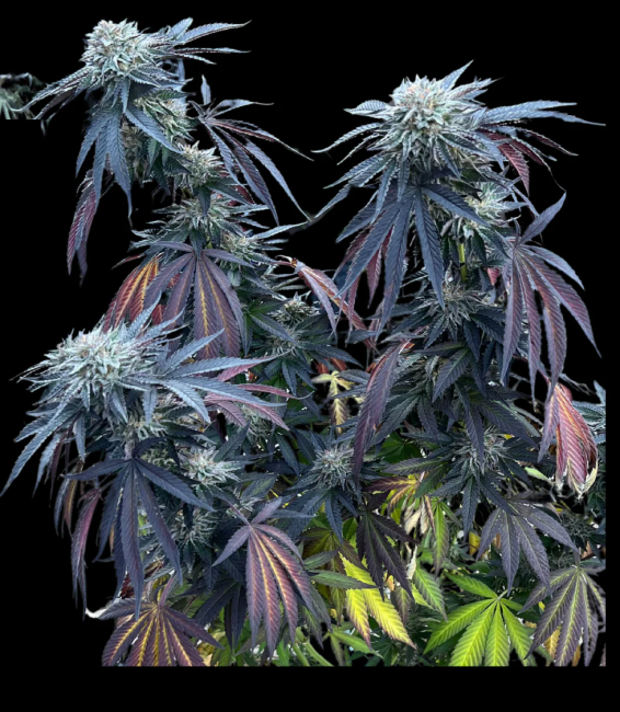 Close-up of a cannabis plant with purple leaves on a black background